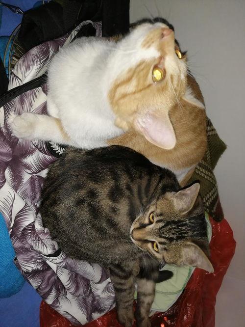 娱乐吃瓜猫嘎嘎